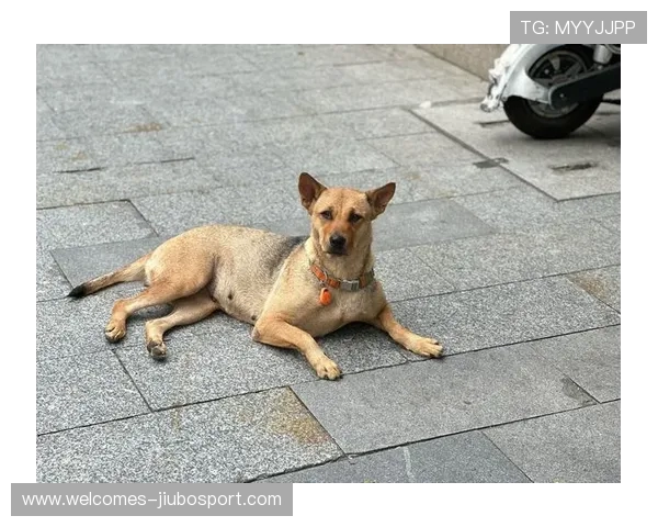 狗狗前肢趴地撅屁股的可爱姿势开启欢乐游戏时光